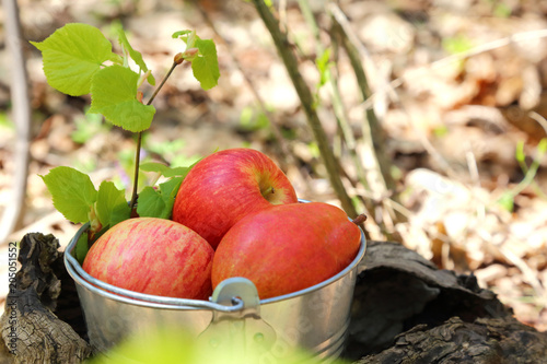 Food. Harvesting. A bucket of fruit in a sunny garden on a stump, two red ripe juicy apples and a pear.