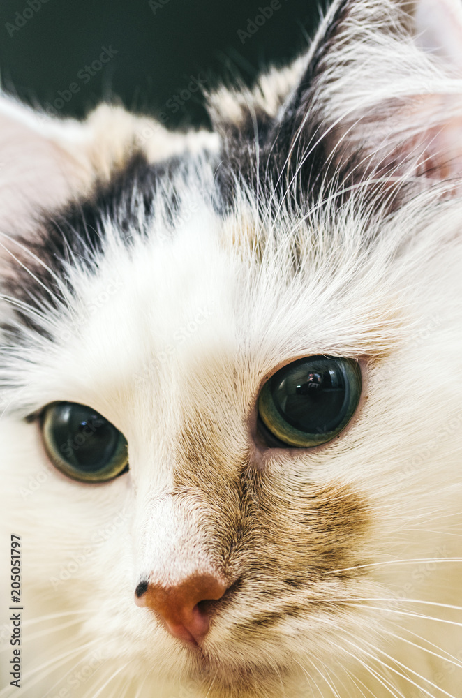 White Home Cat White Home Cat