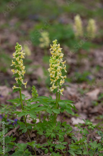 Yellow flower solid-tubered Corydalis Corydalis marschalliana in botanical garden, Ukraine photo