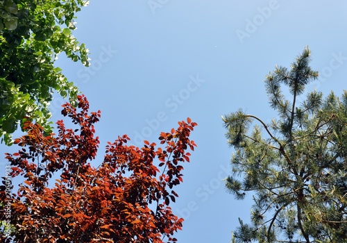 Tree different type of trees on blue sky background, bottom view, copy space