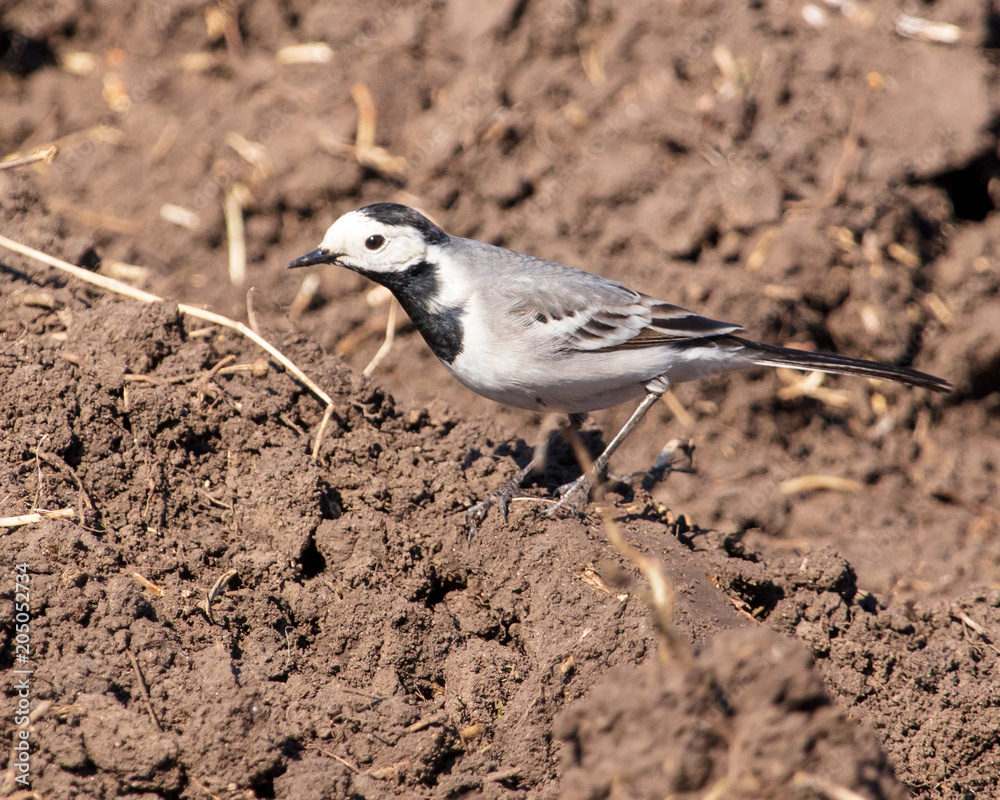 Portrait of a small bird on the ground Portrait of a small bird on the ground