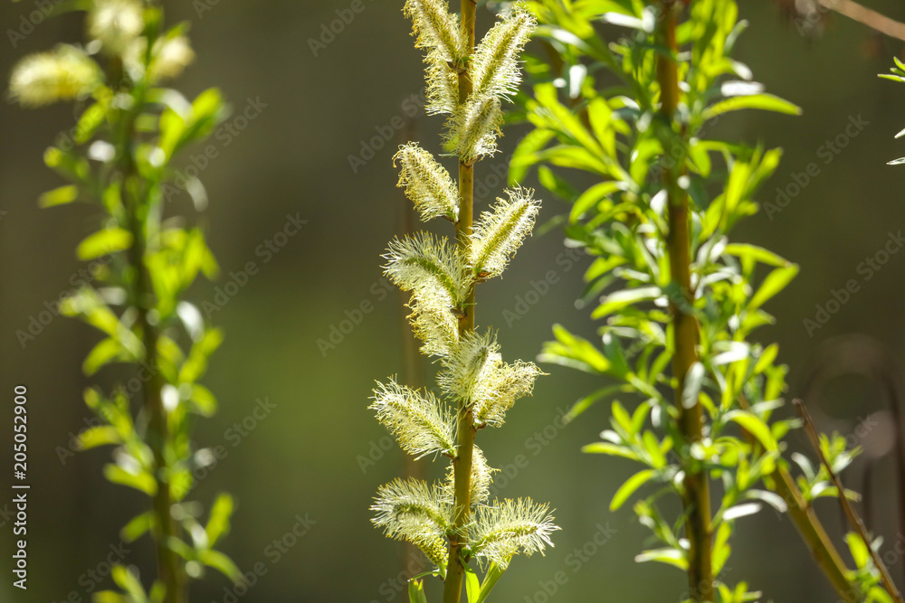 Green flowers on a spring willow