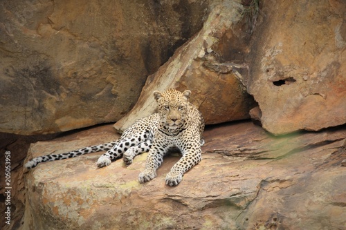 Fototapeta Naklejka Na Ścianę i Meble -  Leopard Rock
