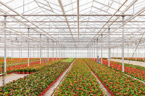 Anthurium plants in a greenhouse