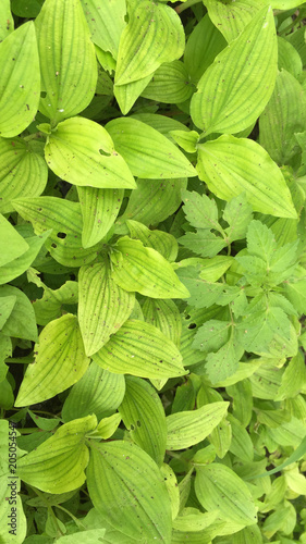 Green Leafs