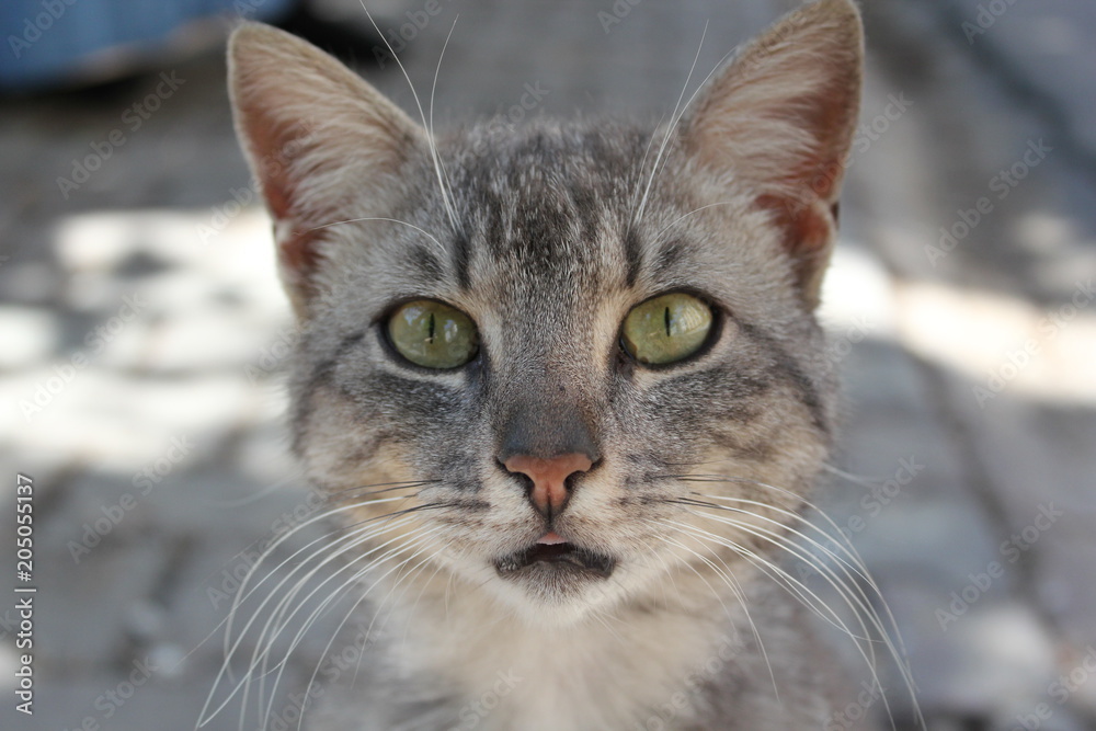 Grey Cat Green Eyes
