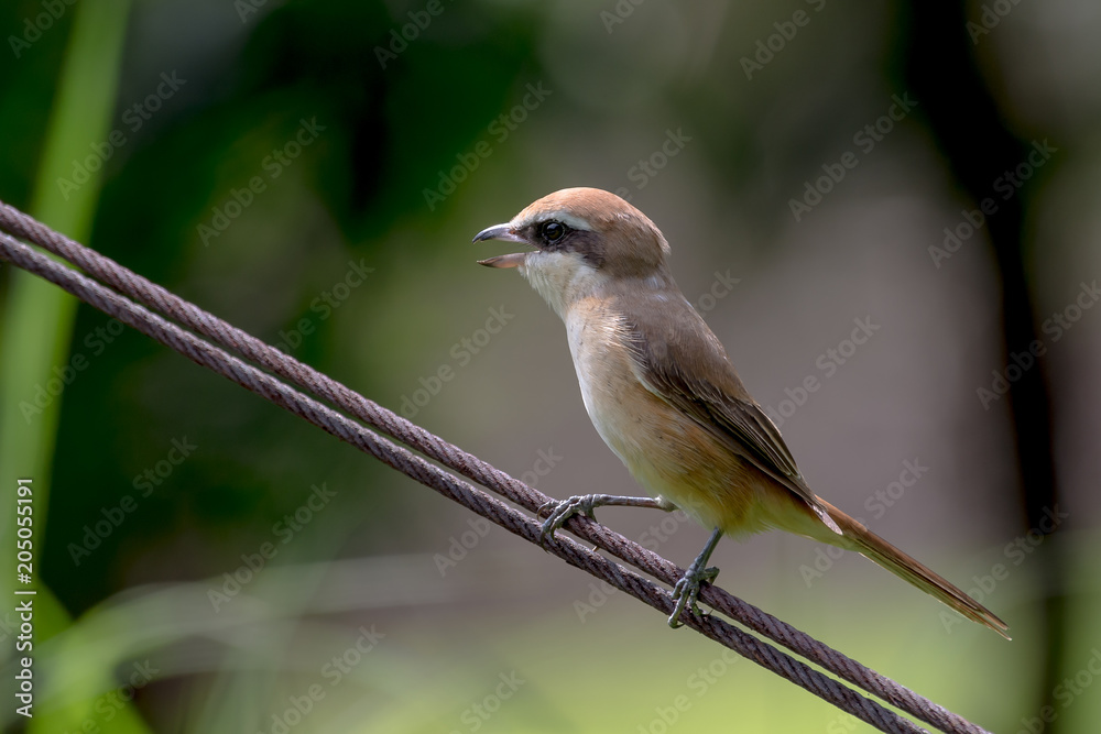 Fototapeta premium Brown shrike