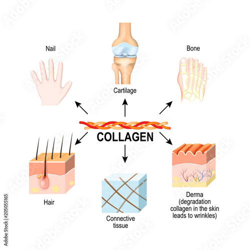 Collagen is the main structural protein in the: connective tissues, cartilages, bones, nails, derma and hair.