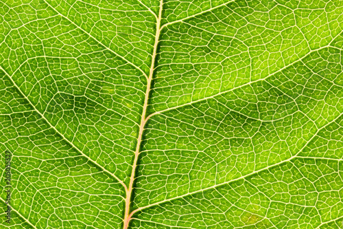 Closeup of a leaf from a deciduous tree  L  neburg Heath  Germany.