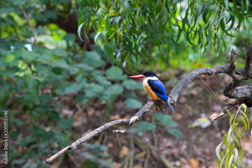 Black-Capped Kingfisher has a purple-blue wings and back, black head and shoulders, white neck collar and throat, and rufous underparts. © joesayhello