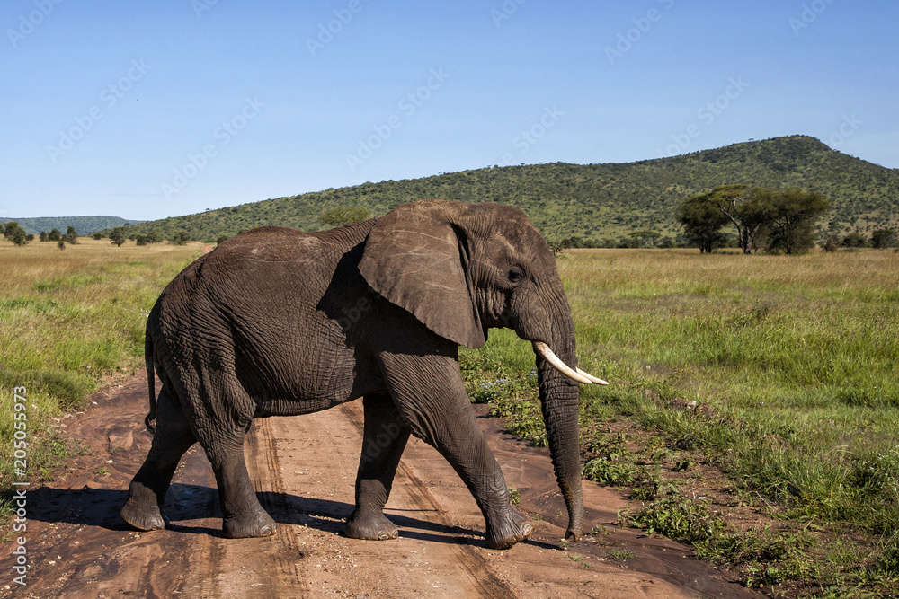 Obraz premium Elephant male walking in Serengti National Park in Tanzania in the green season