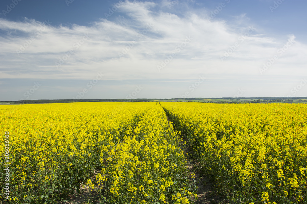 Fototapeta premium Rape field and white clouds