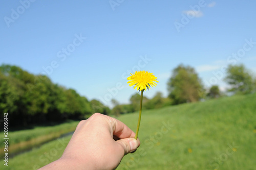 Löwenzahn in Hand und Kranz photo