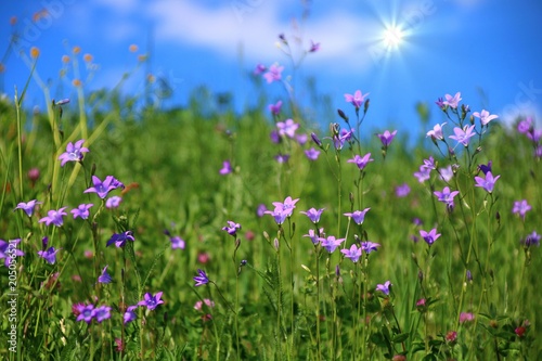 wiese mit glockenblumen