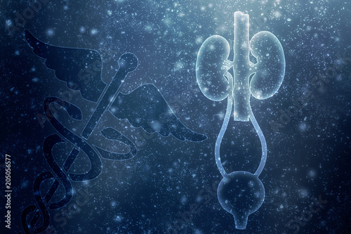 2d rendering human kidneys 