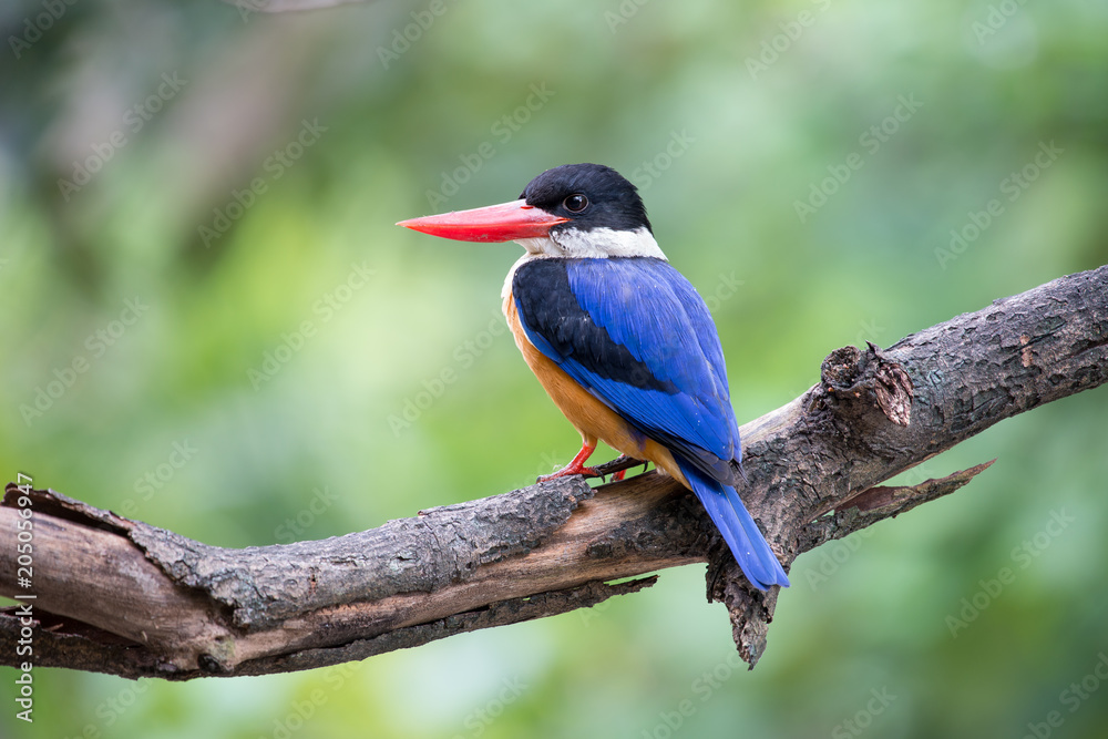 Black-Capped Kingfisher has a purple-blue wings and back, black head and shoulders, white neck collar and throat, and rufous underparts. Black-Capped Kingfisher has a purple-blue wings and back, black head and shoulders, white neck collar and throat, and rufous underparts.