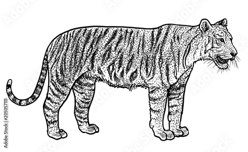 Fototapeta Naklejka Na Ścianę i Meble -  Bengal tiger illustration, drawing, engraving, ink, line art, vector