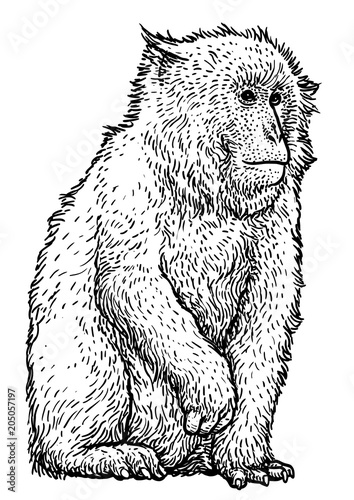 Japanese snow monkey macaque illustration, drawing, engraving, ink, line art, vector