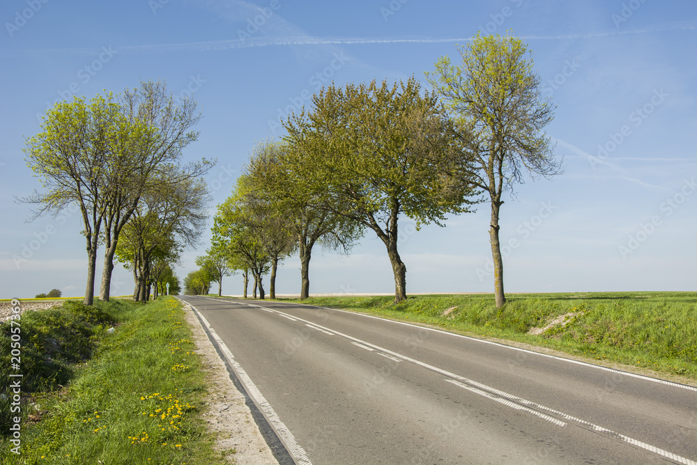 Trees along the asphalt road