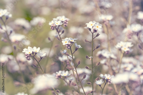 Spring blossoming wildflowers