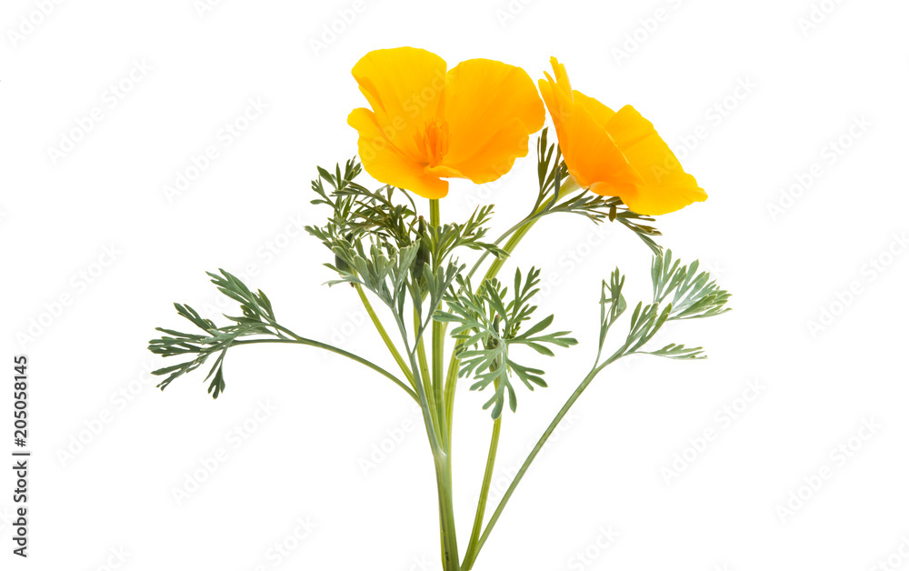 Kalifornijski makowy kwiat odizolowywający <span>plik: #205058145 | autor: ksena32</span>
