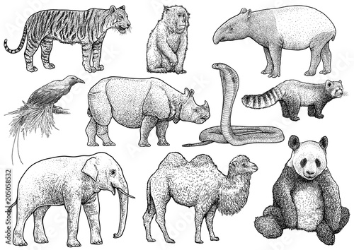 Asian animals collection illustration, drawing, engraving, ink, line art, vector