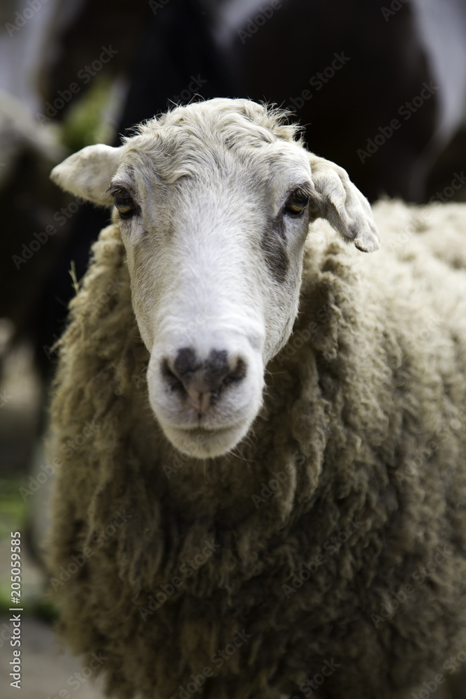Sheep in farm Sheep in farm
