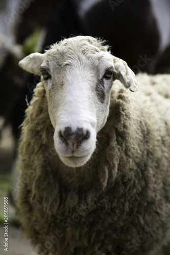 Sheep in farm