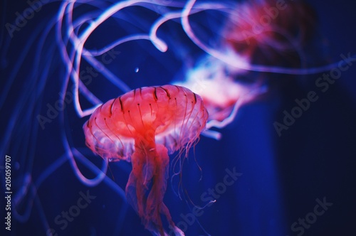 Qualle rot Aquarium Makro © Luise Blumstengel