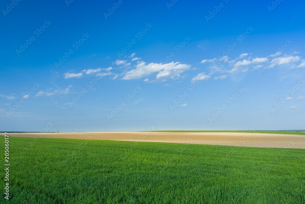 Green field and blue sky