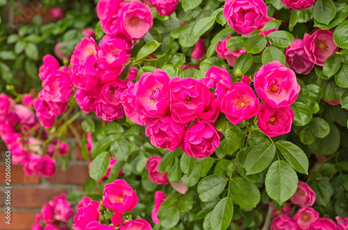 Beautiful climbing Rose Angela (Rosa Angela) is a hybrid floribunda rose cultivars ,has a fragrant soft large clusters of delicate cupped blooms in deep pink color and light pink in the center. © ajisai13
