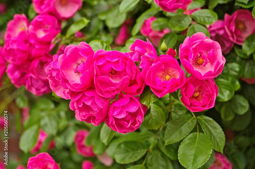 Beautiful climbing Rose Angela  Rosa Angela  is a hybrid floribunda rose cultivars  has a fragrant soft large clusters of delicate cupped blooms in deep pink color and light pink in the center.