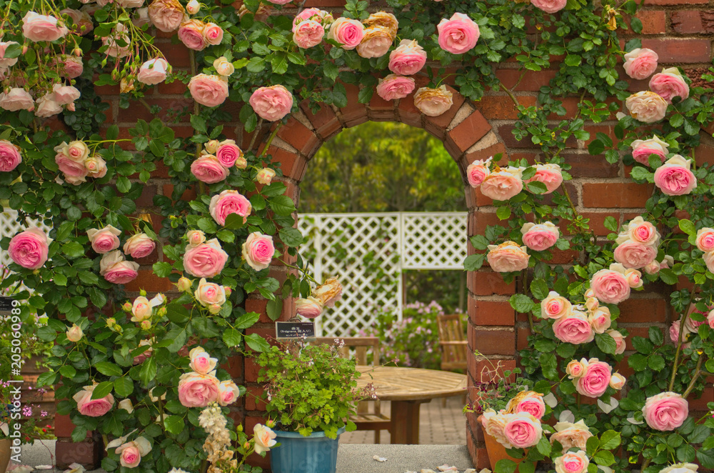 Fukuoka,Kyushu,Japan. - May 16th,2015 : Beautiful Full blooming light pink  Eden Climbing Rose (Rosa Eden ,Pierre de Ronsard, Meiviolin) is decorated  Uminonakamichi Park ,on a red brick arched windows Stock Photo