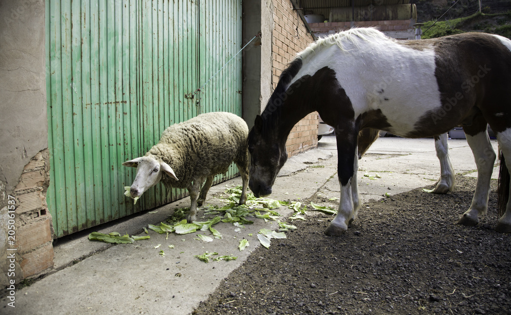 Obraz premium Horse in field