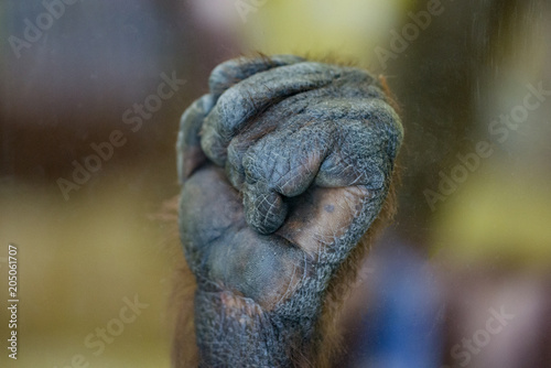  Gorilla monkey ape fist palm close-up fingers touching glass in zoo