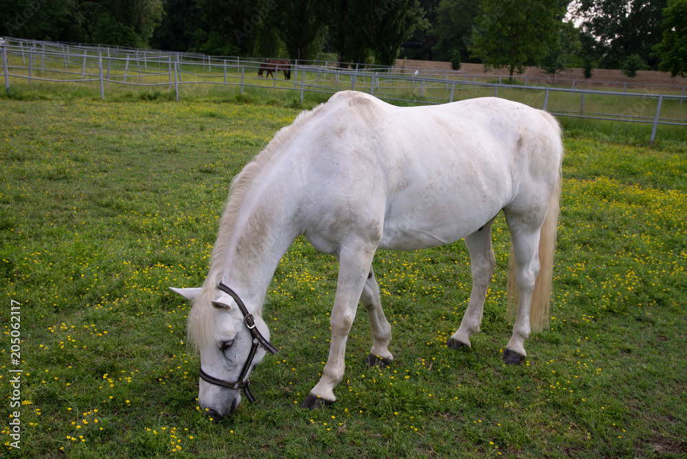 Portrait of a young white foal while eating on background of a green grass Portrait of a young white foal while eating on background of a green grass