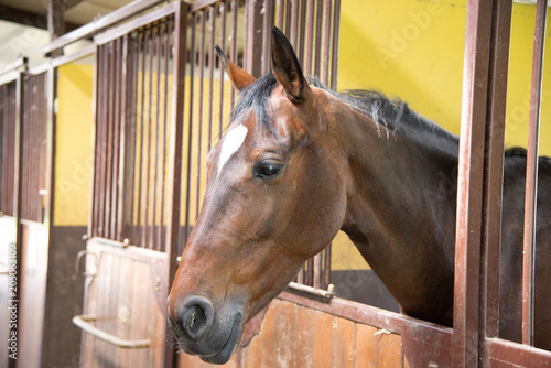 Portrait of beautiful young brown horse, in the stall box