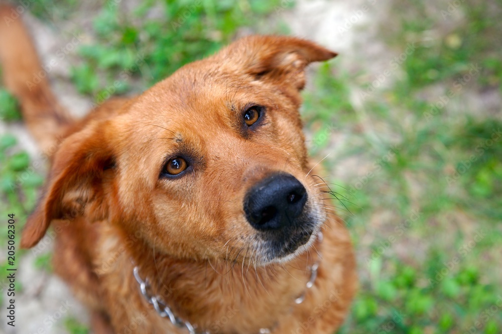 Cute dog portrait