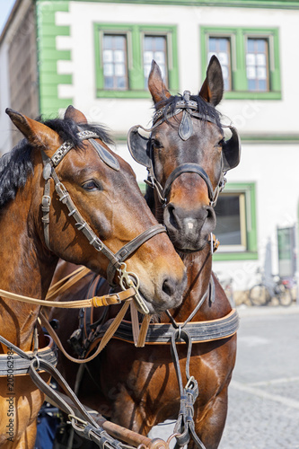 Fototapeta Naklejka Na Ścianę i Meble -  Two beautiful horses on the house background. Weimar, Germany