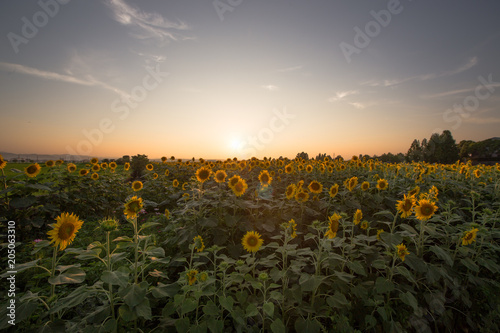 Fototapeta Naklejka Na Ścianę i Meble -  夕暮れの向日葵