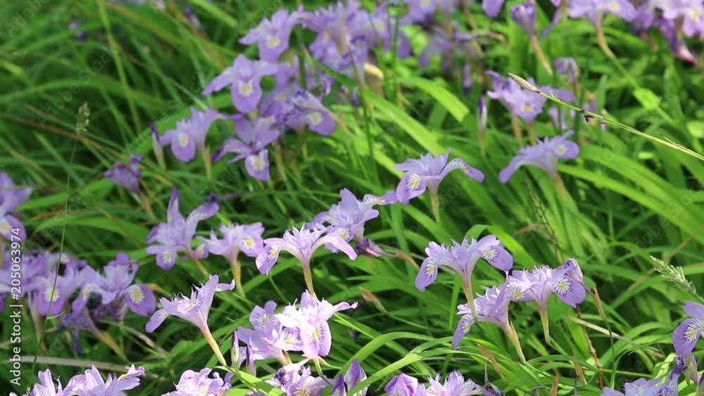 花かつみ（郡山市・安積山公園）