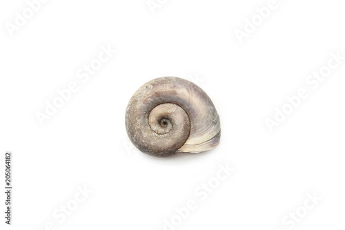 Empty shell isolated on white background. Dry snail shell.