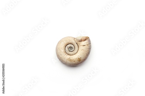 Empty shell isolated on white background. Dry snail shell.