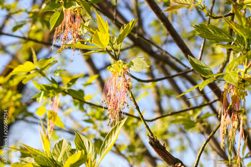 Green branches of the spring tree against the blue sky background. Acer negundo plant. photo