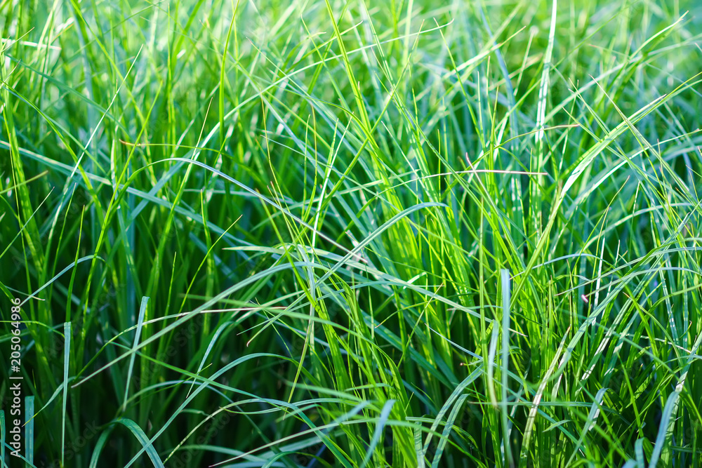 Fresh bright green grass background. Detail of summer nature. Fresh bright green grass background. Detail of summer nature.
