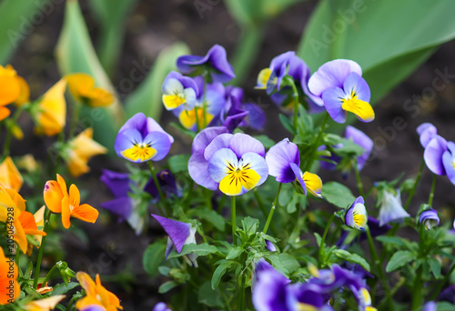 Beautiful garden flowers. Multicolored pansies in spring park.