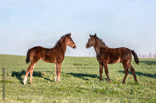 Two foals playing on the pasture.