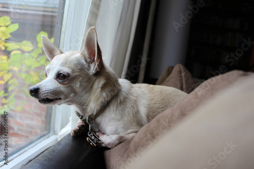 Chihuahua in Thought
