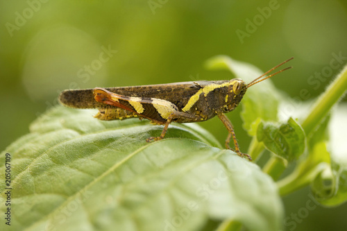 Grasshopper, Jampue hills, Tripura , India