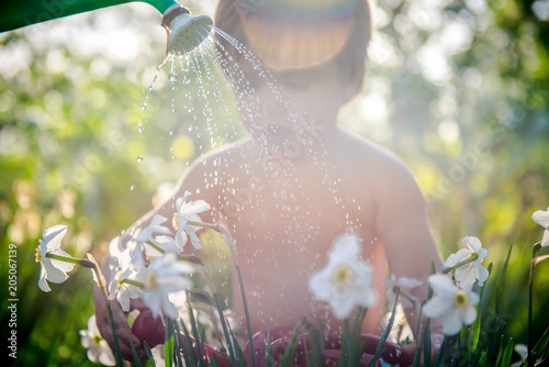 Fototapeta Naklejka Na Ścianę i Meble -  Trickle of water from a watering can. girl watering flowers.  sweet girl helps gardening. Background of the summer garden
